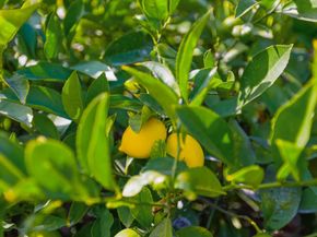 1183 Saratoga Avenue, East Palo Alto CA 94303