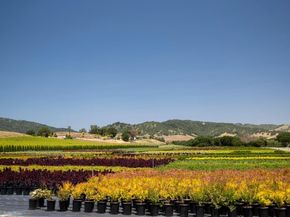 1646 Siderits Way, Gilroy CA 95020