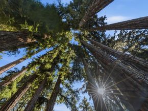 250 Keller Drive, Boulder Creek CA 95006