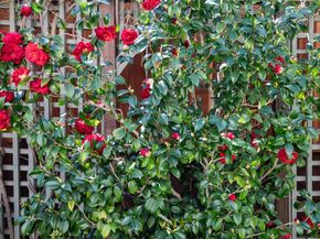 1331 Hoover Street, Menlo Park CA 94025