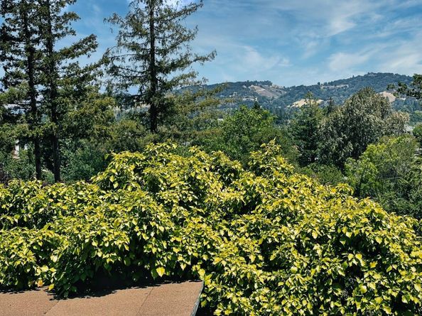 18211 Saratoga Los Gatos Road, Monte Sereno CA 95030