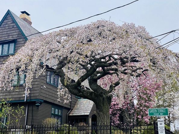 84 Garden St, Cambridge MA 02138
