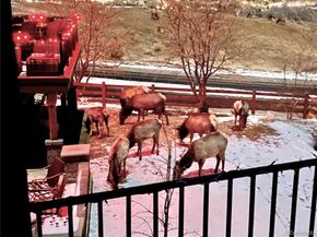 828 Rabbit Run Drive, Golden CO 80401