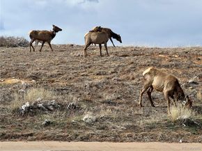 828 Rabbit Run Drive, Golden CO 80401