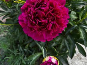 7624 Gray Way, Arvada CO 80003