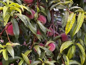 7624 Gray Way, Arvada CO 80003