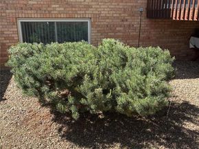 6505 W 34th Avenue, Wheat Ridge CO 80033