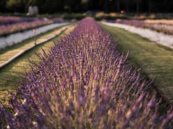 14306 149th Place NE 2, Woodinville WA 98072