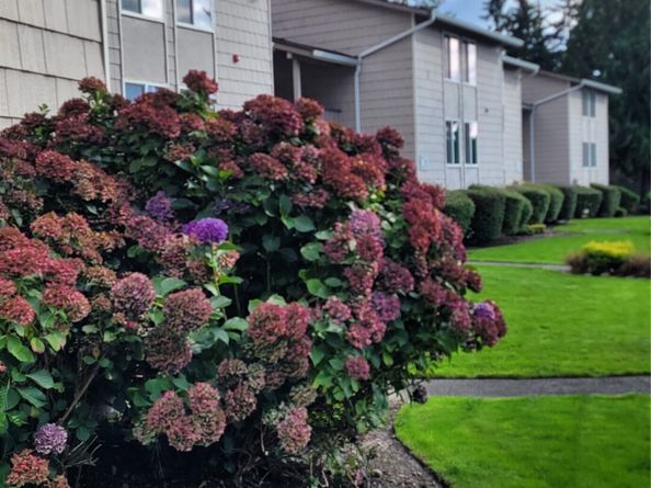 33010 17th Place S A108, Federal Way WA 98003