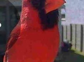 100 Peach Orchard LN, Georgetown TX 78628