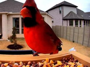 100 Peach Orchard LN, Georgetown TX 78628