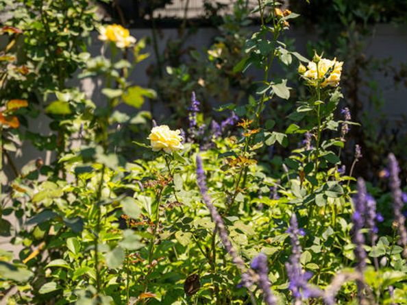 379 N Wilton Place, Los Angeles CA 90004