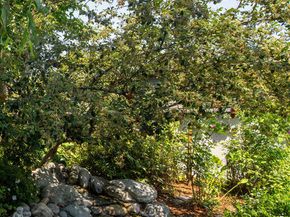 379 N Wilton Place, Los Angeles CA 90004