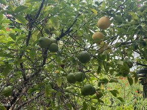 9212 Creemore Drive, La Crescenta CA 91214