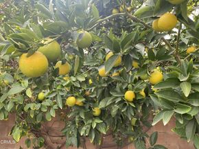 9212 Creemore Drive, La Crescenta CA 91214