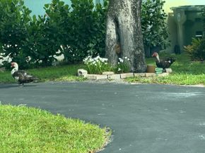 8780 NW 11th Street, Pembroke Pines FL 33024
