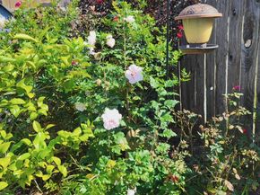 21235 Lily Springs Drive, Porter TX 77365