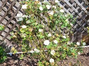 21235 Lily Springs Drive, Porter TX 77365