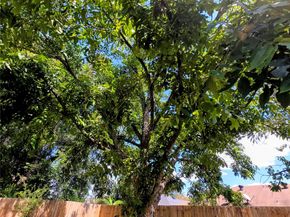 11950 Elk Springs Drive, Houston TX 77067