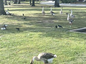 14418 Gadshill Circle, Houston TX 77044