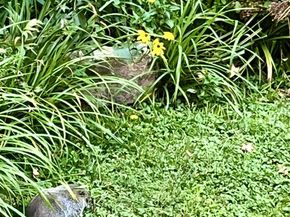 339 Plush Mill Road, Wallingford PA 19086