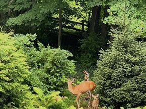 339 Plush Mill Road, Wallingford PA 19086