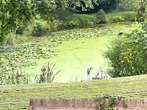 339 Plush Mill Road, Wallingford PA 19086