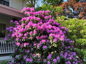 2 Chestnut Avenue, Narberth PA 19072