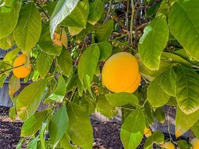 4627 Willens, Woodland Hills CA 91364