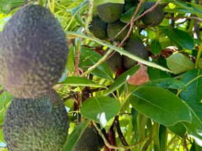 3137 E Valley Parkway, Escondido CA 92027