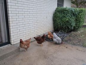 2708  Foxcroft Circle , Denton Texas 76209