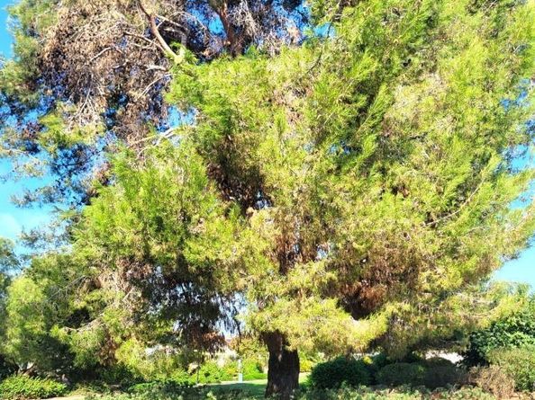 243 Flame Tree Place, Oceanside CA 92057