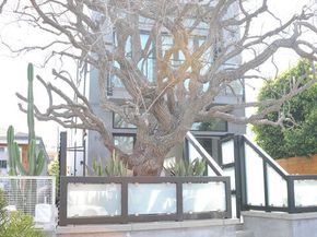 708 Hampton Drive, Venice CA 90291
