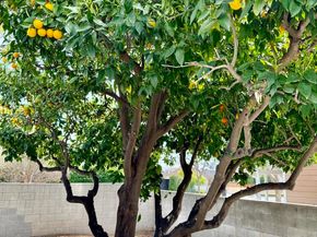 345 N San Gabriel Boulevard, San Gabriel CA 91775