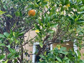 12891 Mackenzie Drive, Tustin CA 92782