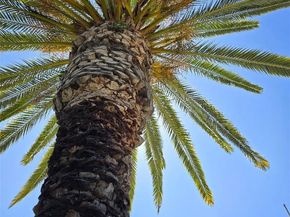 2317 Apple Avenue, Torrance CA 90501