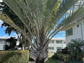 6260 NE 18th Ave 722, Fort Lauderdale FL 33334