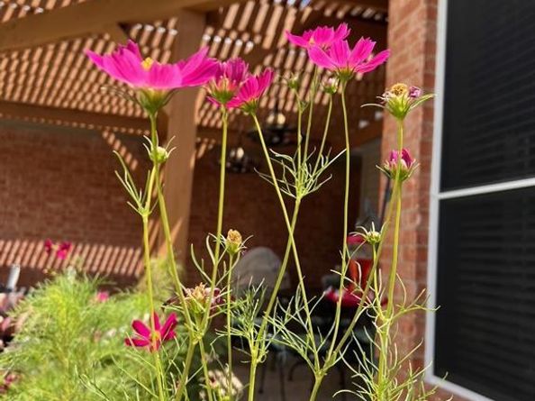 1224  Harvard Lane , Allen Texas 75002