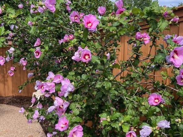 1224  Harvard Lane , Allen Texas 75002