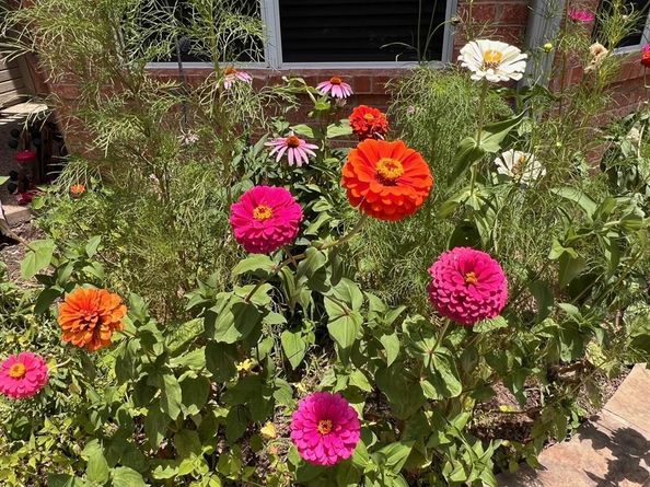 1224  Harvard Lane , Allen Texas 75002