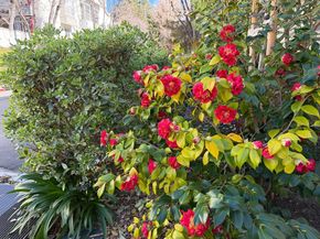 972 Belmont Terrace 7, Sunnyvale CA 94086