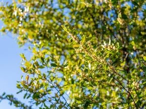 11891 Brookglen Drive, Saratoga CA 95070