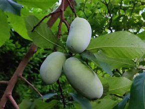 34 Davenport Drive, Stamford CT 06902