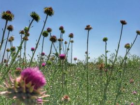 10115 W 25th Avenue 1, Lakewood CO 80215