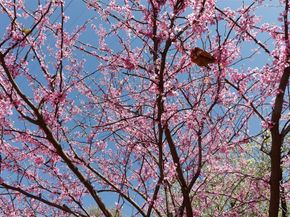 4044  Buena Vista   104, Dallas Texas 75204