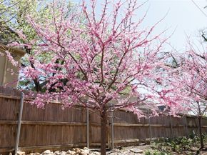 4044  Buena Vista   104, Dallas Texas 75204