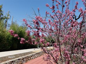 4044  Buena Vista   104, Dallas Texas 75204