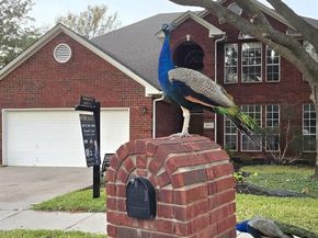 2015  Forest Park Drive , Arlington Texas 76001