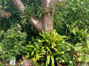 7008 NW 95th Ter, Tamarac FL 33321