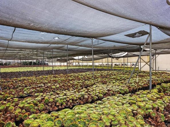 787 Cassou Road, San Marcos CA 92069